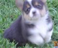 Pembroke Welsh Corgi